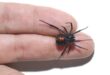 Black Widow Spider in 2 fingers