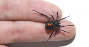 Black Widow Spider in 2 fingers