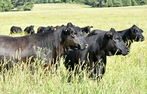 Bulls in the field