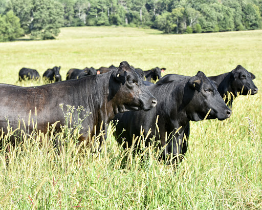 Bulls in the field