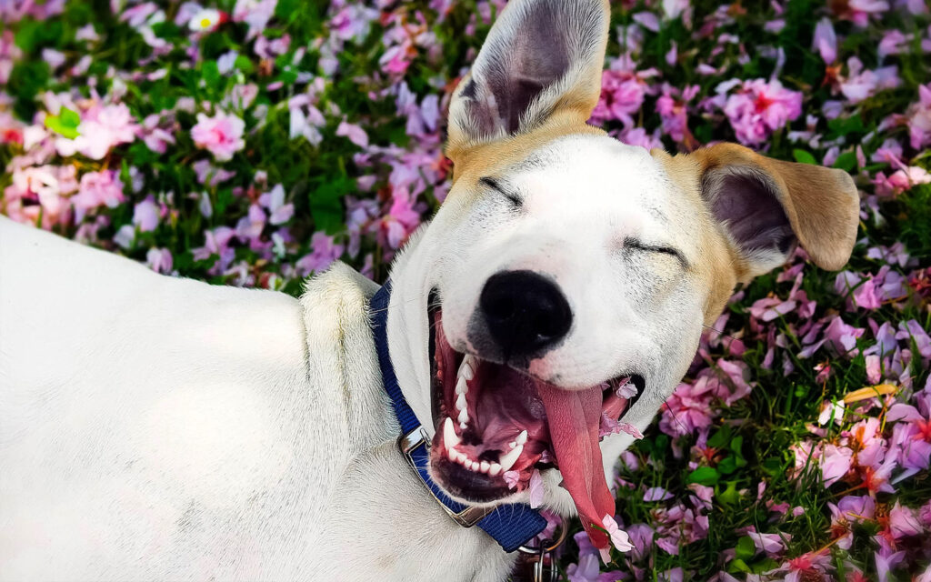 laughing dog in flowers