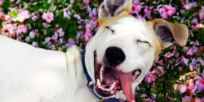 laughing dog in flowers