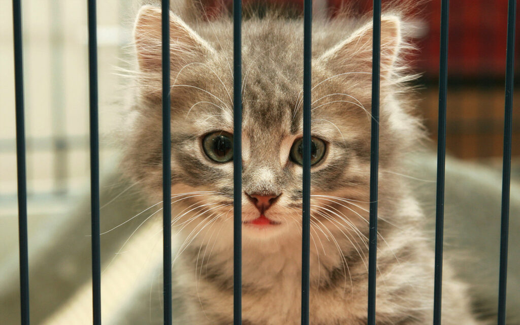 Kitten in a cage