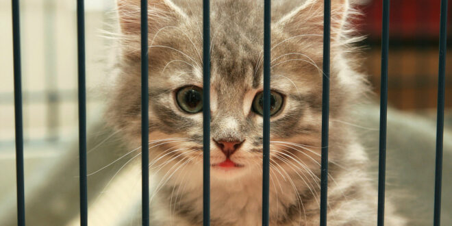 Kitten in a cage